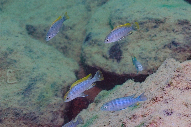 Cynotilapia zebroides 'Nkhata Bay'